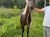 Mare, Rocky Mountain Horse — photo 4