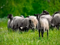 Хуц, Romanov sheep — 4 зураг