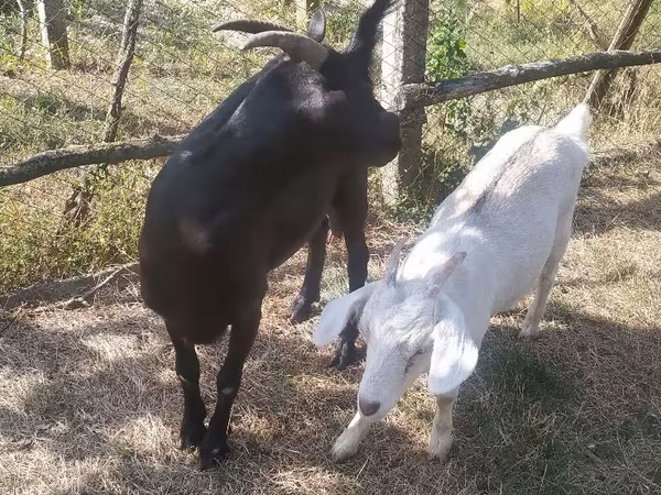 母山羊, Goats