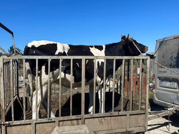 Bull, Holstein breed