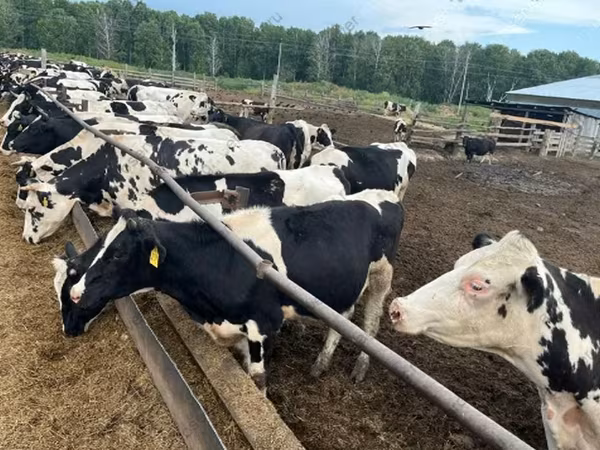 ثور, Russian Black pied cattle