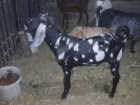 Cabro, Beetal goats — foto 1