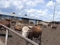 公牛, Kazakh White-headed cow — 照片 1