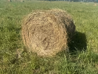 Сено в рулонах — photo 4