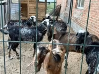 Cabro, Saanen goat — foto 7