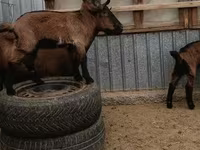 Cabro, Cabras — foto 4