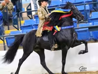 公马, Rocky Mountain Horse — 照片 2