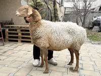 نعجة, Awassi sheep — الصورة 3