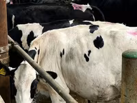Үнээ, Swiss cattle — 5 зураг