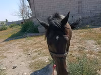 母马, Skyros Pony — 照片 2