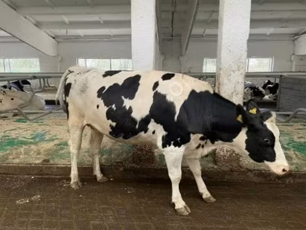 Vaca, Raza Holstein — Rusia