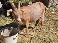 Goat, Goats — photo 3