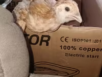 Chickens — 照片 2