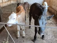 Cow, Belgian Blue — photo 1
