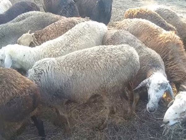Carnero, Kuibyshev sheep