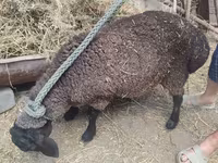 نعجة, Saryarka sheep — الصورة 2