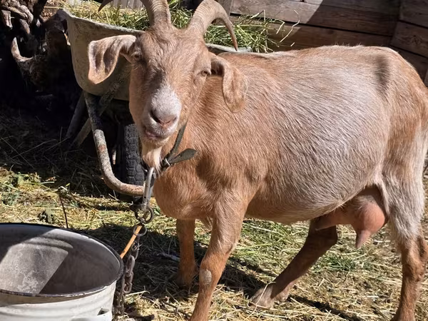 Goat, Goats