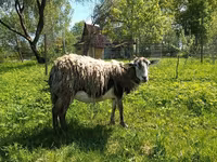 عنزة, Kejobong goat — الصورة 1