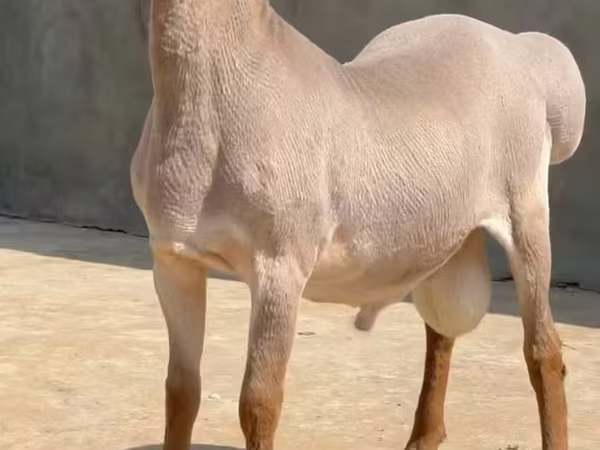 Carnero, Rhon sheep