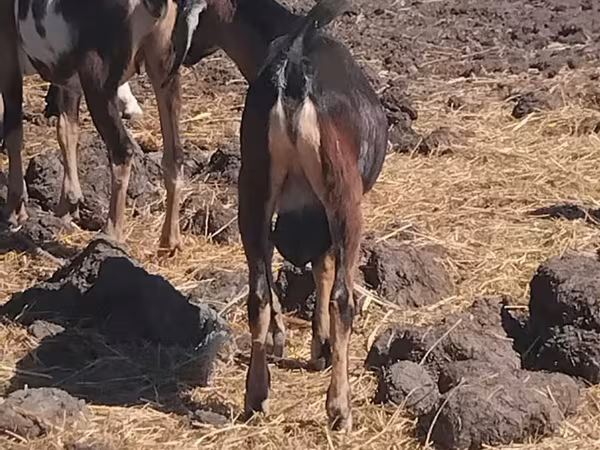 बकरा, बकरियाँ