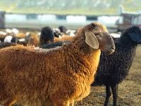كبش, الأغنام — الصورة 3
