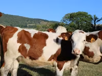 Vaca, Montbéliarde — foto 8