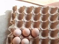 Chickens — photo 3