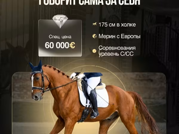 حصان, Friesian sport horse