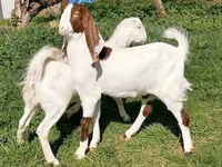 عنزة, Nubian Goat — الصورة 1