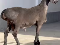 Хуц, Rhon sheep — 2 зураг