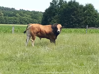 Бух, Partenaise cattle — 5 зураг
