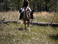Адуу, Gypsy horse — 7 зураг