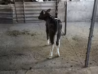 सांड, मवेशी — फ़ोटो 3