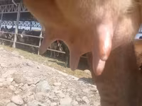 Cow, Alatau breed — photo 6