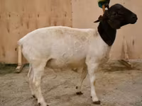 Carnero, Dorper sheep — foto 1