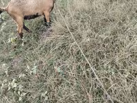 Cabro, Cabras — foto 3