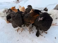 Хайсекс — 4 зураг