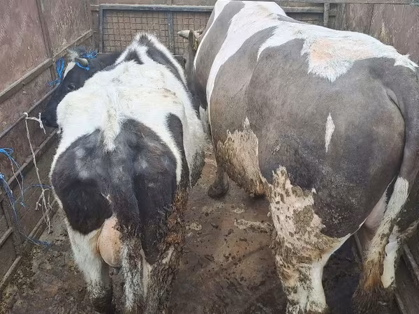 Bull, Cattle