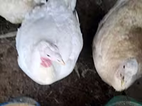 Turkeys — الصورة 1