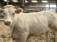 Үнээ, Charolais cattle — 1 зураг