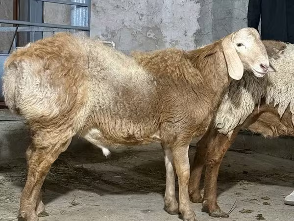 Хуц, Хонь