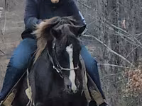 Hengst, Rocky Mountain Horse — Foto 3