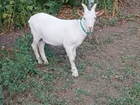 公山羊, Saanen goat — 照片 4