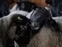 Carnero, Romanov sheep — foto 3