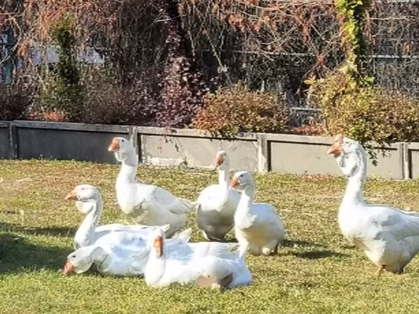 Geese — Орос