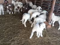 Oveja, Awassi sheep — foto 1