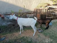 Cabra, Saanen goat — foto 6