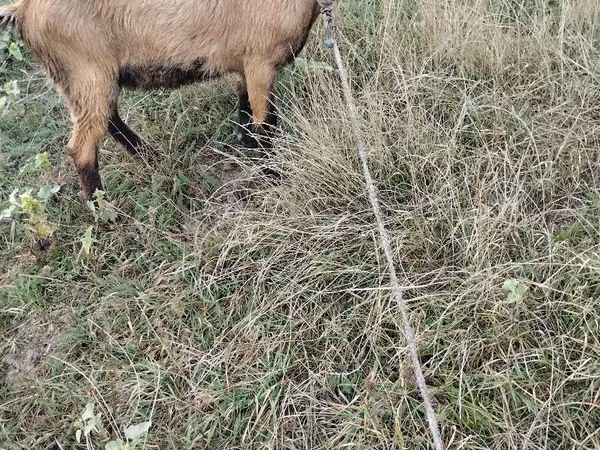 Cabro, Cabras