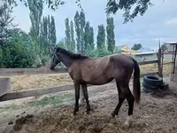 Азаргагүй морь, French Trotter — 1 зураг