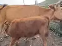 Cow, Cattle — photo 4
